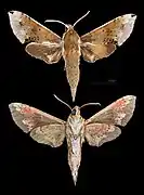 Rhagastis mongoliana