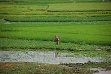 Image 46Rice fields in Takeo Province (from Agriculture in Cambodia)