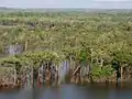 Urubu River flooded forest