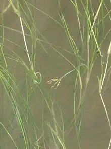 Yerba de zanja(Ruppia maritima)