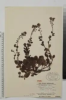 Lectotype specimen of M. pansa (WELT SP002432)