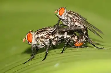 Image 1Flesh-flyPhoto: Muhammad Mahdi KarimTwo flesh-flies (Sarcophaga ruficornis species pictured) mating. The life cycle of the saprophagic flesh-fly larvae has been well researched and is very predictable. Different species prefer bodies in different states of decomposition, which allows forensic entomologists to extrapolate the time of death.More selected pictures