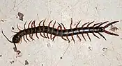 Centipede: many legs,1 pair per segment