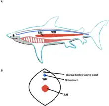 Image 5Lateral and cross section view of shark's red and white locomotor muscles (from Shark anatomy)