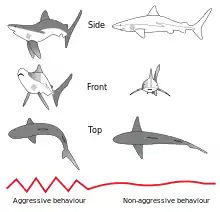 Image 13Postural elements of the agonistic display of the Gray Reef Shark (from Shark agonistic display)