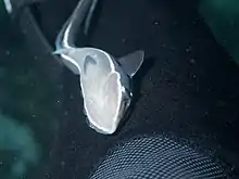 Image 20Sharksucker (Echeneis naucrates) (from Shark agonistic display)