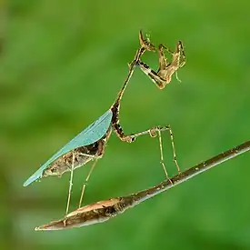 Image 22Cryptic mantisPhoto: Luc ViatourThe cryptic mantis (Sibylla pretiosa) is a mantid native to southern Africa. Its common name comes from its ability to grow asymmetrically to match the vegetation of its environment. They have unusual leaf-like projections on the joint of their four walking legs and leaf-like wings, generally the only green portion of the insect's otherwise brown and mottled exoskeleton. Adult females grow to 5–6&nbsp;cm (2.0–2.4&nbsp;in) in length while the males are generally about 1 cm smaller.More selected pictures
