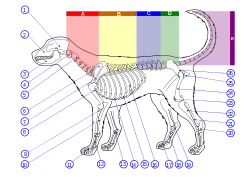 Image 47Skeleton of a dog. 1. Cranium 2. Maxilla 3. Mandible 4. Atlas 5. Axis 6. Scapula 7. Spine of scapula 8. Humerus 9. Radius 10. Ulna 11. Phalanges 12. Metacarpal Bones 13. Carpal Bones 14. Sternum 15. Cartilaginous part of rib 16. Ribs 17. Phalanges 18. Metatarsal Bones 19. Tarsal Bones 20. Calcaneus 21. Fibula 22. Tibia 23. Patella 24. Femur 25. Ischium 26. Pelvis (from Dog anatomy)