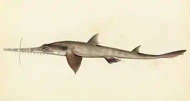 Image 2Longnose sawsharkArtist: William Buelow GouldA sketch of a longnose sawshark (Pristiophorus cirratus), a species of sawshark found in the eastern Indian Ocean around southern Australia on the continental shelf at depths of between 40 and 310&nbsp;m (130 and 1,020&nbsp;ft). It is a medium-sized shark with a saw-like flattened snout which measures up to thirty percent of its body size.More selected pictures
