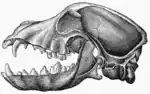 Image 33Lateral view of a dog skull - jaws open (from Dog anatomy)