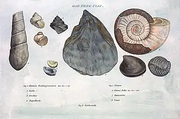 Image 8Illustration from William Smith's Strata by Organized Fossils (1817) (from History of paleontology)
