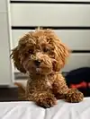 Small teddy bear like dog looking at camera