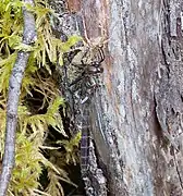 Male Somatochlora albicincta emerging from the nymph stage