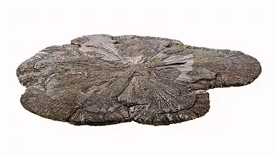 Image 16A pyrite disc, also called a "miner's dollar," from a coal mine in Sparta. Image credit: Cccefalon (photographer and digital retouching) (from Portal:Illinois/Selected picture)