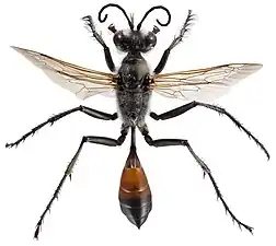 A wasp(Hymenoptera)