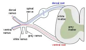 The formation of the spinal nerve from the dorsal and ventral roots.