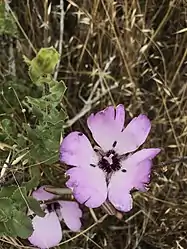 Calochortus splendens on the islands