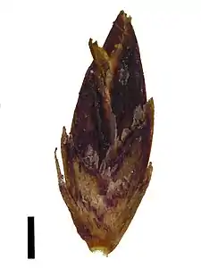 Spikelet (black scale bar represents 1&nbsp;mm)