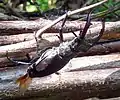 Stag beetle, Lucanus cervus, on deadhedge