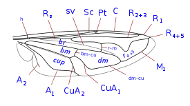 wing vein identification