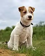 Image 7Jack Russell Terrier puppy (from Puppy)