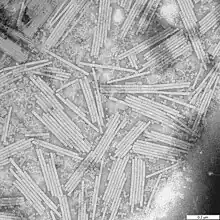 Image 9Wendell Stanley's crystallization of tobacco mosaic virus as a pure nucleoprotein in 1935 convinced many scientists that heredity might be explained purely through physics and chemistry. (from History of biology)