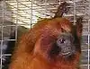 Golden Lion Tamarin