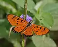 Tawny Coster (Acraea violae) on Stachytarpheta jamaicensis (Porterweed) in Talakona forest