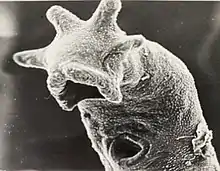 Tetracerasta blepta anterior