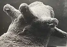 Tetracerasta blepta adult oral lobes