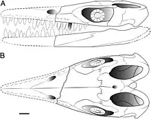 Diagram showing a lateral and frontal view of a reconstruction of the skull of an ichthyosaur on a white background