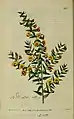 Illustraion of Bossiaea cinerea from the Botanical Register