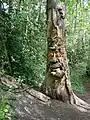 Tree carving in the woods