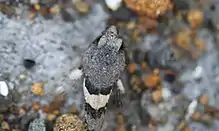 Looking down onto a tidepool sculpin's wide head and tapering gray body with black and white stripes. The fish's brown eyes are prominent just above center.