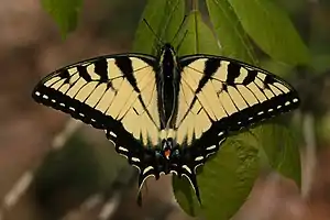 Image 19A tiger swallowtail butterfly (Papilio glaucus) in Shawnee National Forest. Photo credit: Daniel Schwen (from Portal:Illinois/Selected picture)