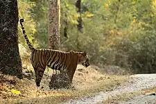 Tigress (Panthera tigris)