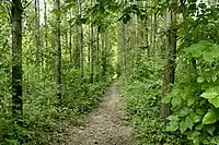 Artificially planted forest near Algyő (Tisza river)