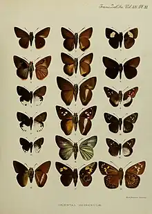 Hasora mus Elwes & Edwards, 1897, Hasora borneensis Elwes & Edwards, 1897 and Hasora chromus inermis Elwes & Edwards, 1897 in Elwes & Edwards, 1897 A Revision of the Oriental Hesperiidae