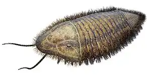 Trimerus (Artiopoda)