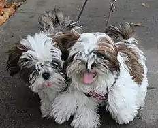 Image 56Two Shih Tzu puppies  (from Puppy)
