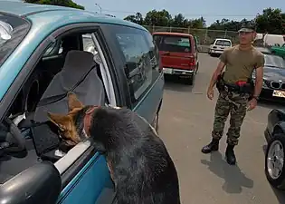Military dog during training