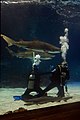 Divers in the shark tank