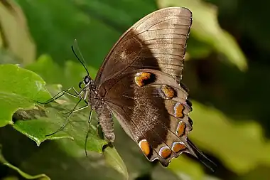 Image 3Papilio ulyssesPhoto credit: Fir0002The Ulysses Butterfly (Papilio ulysses) is a large Australian swallowtail with a wingspan of about 14 cm (5.5 in). The top of the butterfly’s wings are an iridescent electric blue; the underside is a more subdued black and brown coloration. When the butterfly is perched the intense blue of its wings is hidden (as seen here), helping it to blend in with its surroundings.More selected pictures