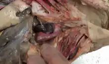 Image 19A dissected view of the unique four-chambered heart of the sharkChambers: Sinus Venosus, Atrium, Ventricle, Conus Ateriosus (from Shark anatomy)