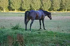 Horse (Equus caballus)