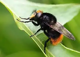 Volucelle bourdon actual size 11–17&nbsp;mm (3⁄8–5⁄8&nbsp;in)