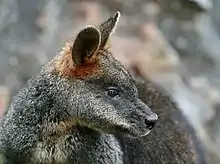 Gray wallaby