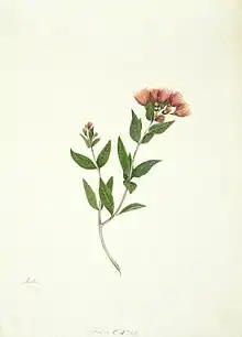 A watercolour of New Zealand Rata by Martha King (1842)
