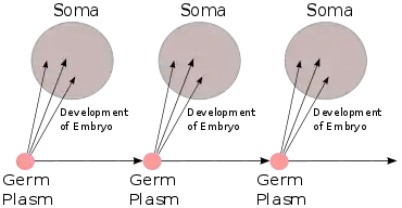 Image 3August Weismann's germ plasm theory. The hereditary material, the germ plasm, is confined to the gonads. Somatic cells (of the body) develop afresh in each generation from the germ plasm. (from History of genetics)