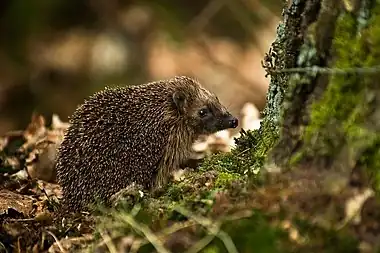 Image 2European HedgehogPhoto: HraldThe European Hedgehog (Erinaceus europaeus) is a hedgehog species native to western and northern Europe. Adults are 20–30&nbsp;cm (7.9–11.8&nbsp;in) in length, weighing from 600 to 1,200&nbsp;g (21 to 42&nbsp;oz), depending on the season, with males slightly larger than females. It is nocturnal, and if alarmed will roll itself into a ball, protecting itself against potential predators with its spines.More selected pictures